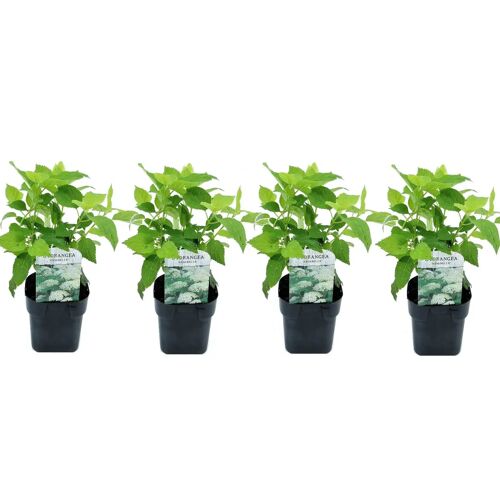 Plant in a Box Hydrangea arborescens Annabelle - Set van 4 - Pot 17cm - Hoogte 30-40cm Hydr. Annabelle P17 x4