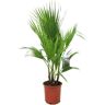 Plant in a Box Washingtonia Robusta - Mexicaanse waaierpalm - Pot 21cm - Hoogte 70-90cm Washingtonia P21