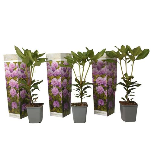 Plant in a Box Rhododendron Catawbiense Purple - Set van 3 - Paars- Pot 9cm - Hoogte 25-40cm Rhododendron Purple x3