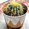 SCHOONMOEDERSSTOEL KWEEKSETJE (CACTUS) - GROW YOUR OWNN