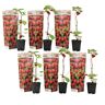 Plant in a Box Frambozenplant - Set van 6 - Frambozenstruik - Pot 9cm - Hoogte 25-40cm Raspberry x6