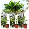 Plant in a Box Musa Basjoo - Set van 3 - Bananenplant - Tuinplant - Pot 9cm - Hoogte 25-40cm Musa Basjoo x3