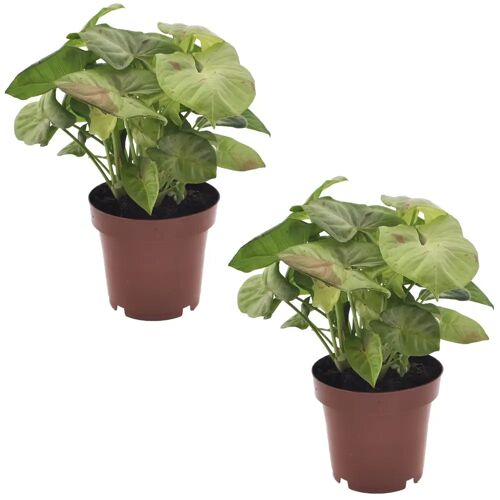 Plant in a Box Syngonium Milk Confetti - Set van 2 - Pot 12cm - Hoogte 20-30cm Syngonium Milk Confetti P12 x2