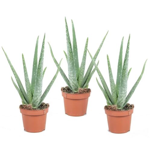 Plant in a Box Aloë Vera - Set van 3 - Succulent - Pot 10,5cm - Hoogte 25-40cm Aloe Vera x3