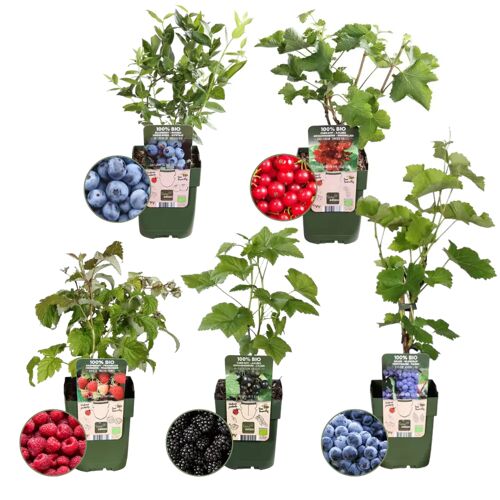 Plants by Frank "Vruchten oase"BIO Fruitplanten mix set van 5 verschillende soorten 100% Biologisch gekweekt