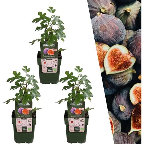 Plants by Frank 3 Vijgenboom planten 100% Biologische Fruitplanten Winterharde Vijgenbomen