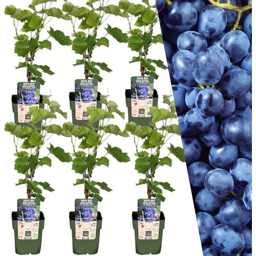 Plants by Frank 6 Bosbessenplanten 100% Biologische fruitplanten Bosbessen