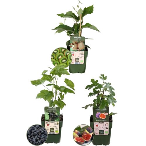 Plants by Frank "Zoete oogst trio"BIO Fruitplanten mix set van 3 verschillende soorten 100% Biologisch gekweekt