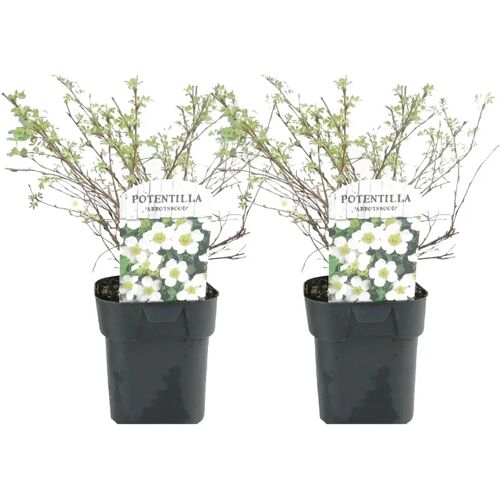 Plant in a Box Potentilla'Abbotswood'- Set van 2 - Pot 17cm - 20-30cm Potentilla Abbotswood P17 x2