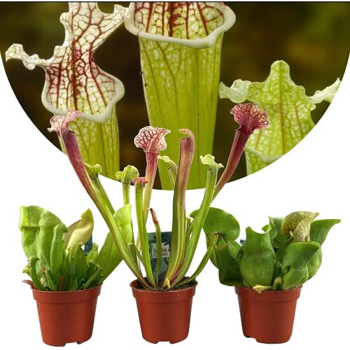 Plant in a Box Sarracenia purpurea - Vleesetende plant - Set van 3 - Pot 5,5cm - Hoogte 10-15cm Sarracenia Mix 3-pack