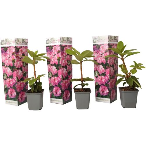 Plant in a Box Rhododendron - Mix van 3 - Paars,wit,roze - Tuinplant - Pot 9cm - Hoogte 25-40cm Rhododendron Pink x3