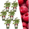 Plants by Frank 6 Frambozenplanten 100% Biologische Fruitplanten Frambozen