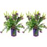 Plant in a Box Polygala myrtifolia - Set van 2 - Polygalastruik - Pot 14cm - Hoogte 35-50cm Polygala Struik P14 x2