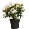 Warentuin Natuurlijk - 2 stuks! Rhododendron Cunninghams White Rhododendron Cunningham s White 65 cm