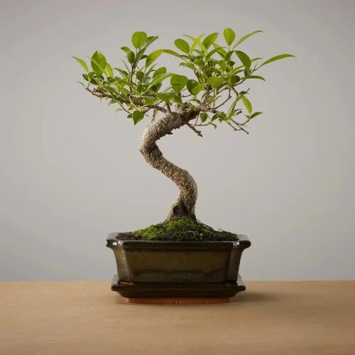 The Bonsaïst Bonsai van Yugen