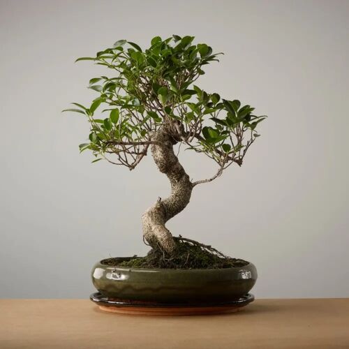 The Bonsaïst Bonsai van Ikigai