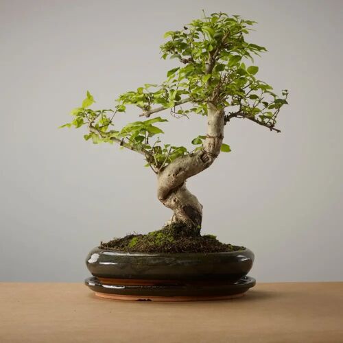 The Bonsaïst Bonsai van Komorebi