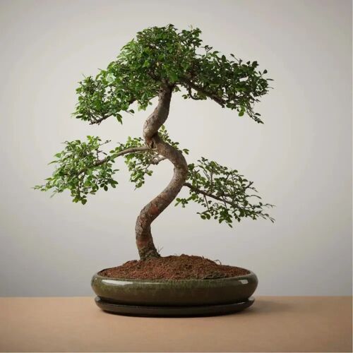 The Bonsaïst Bonsai van Shoganai