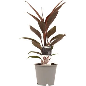 goedengroen Decorum Cordyline Tango