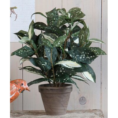 Mica Decorations cordyline kunstplant - groen - h33 cm x d25 cm - grijze sierpot - kamerplant - kunstplanten/nepplanten Mica Decorations cordyline kunstplant - groen - h33 cm x d25 cm - grijze sierpot - kamerplant - kunstplanten/nepplanten