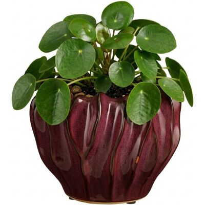 Mica Decorations planten / bloempot thom - bordeaux rood - keramiek - 17 x 22 cm Mica Decorations planten / bloempot thom - bordeaux rood - keramiek - 17 x 22 cm