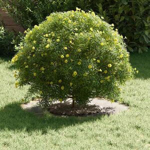 vidaXL RVS plantenbak - Zilver - 70 cm vidaXL RVS plantenbak - Zilver - 70 cm