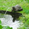 Ubbink Tuinfontein schildpad