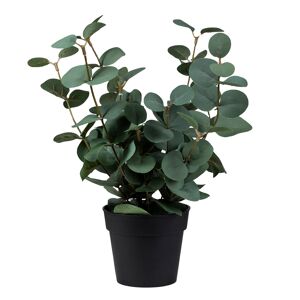 Standard produsent Plante Eucalyptus i potte