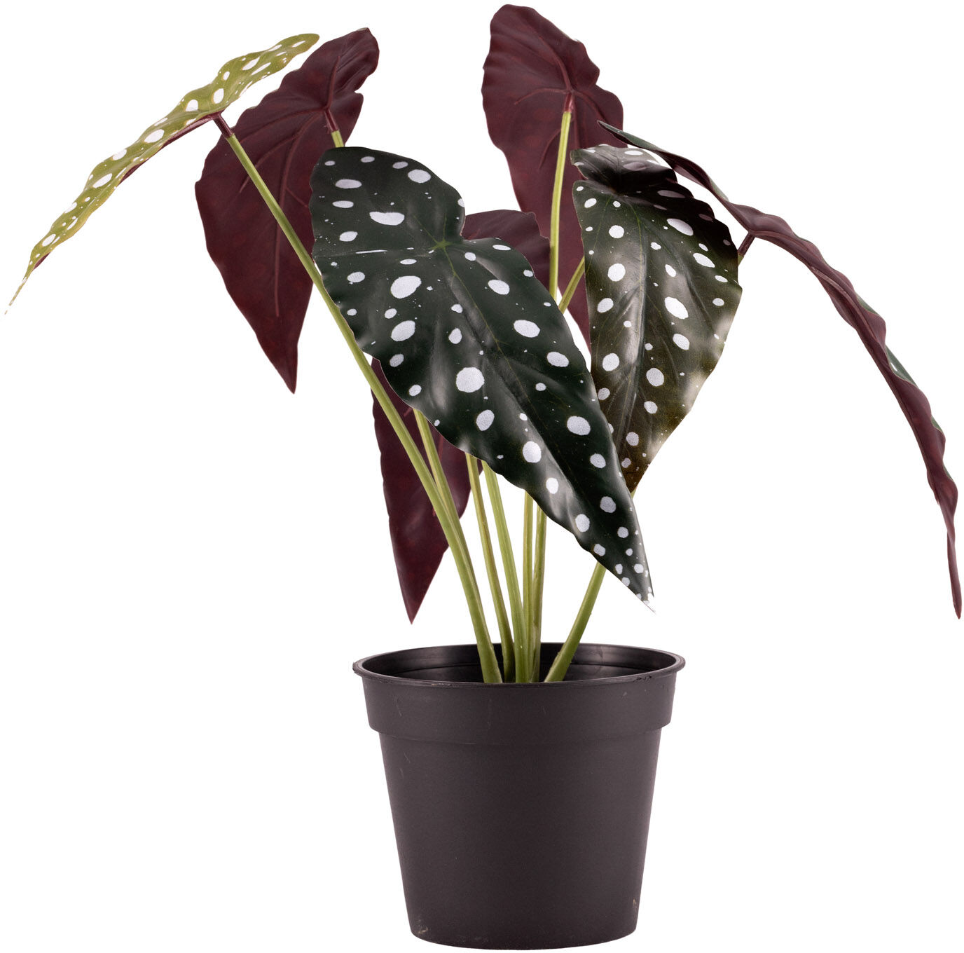 Standard produsent Plante Forell Begonia 39cm