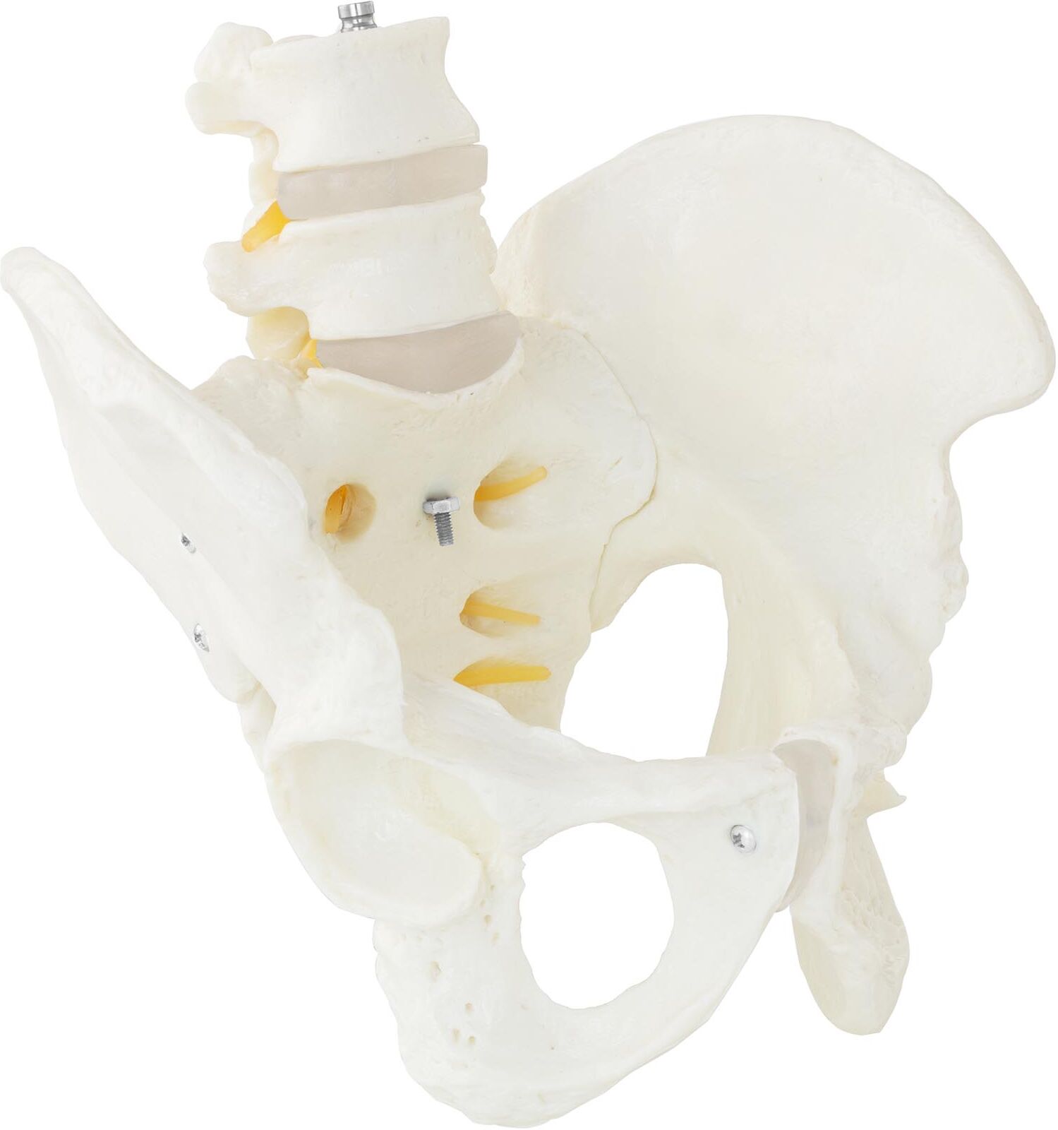 physa Bekken med lendevirvel – Anatomisk modell – Mannlig 10040249