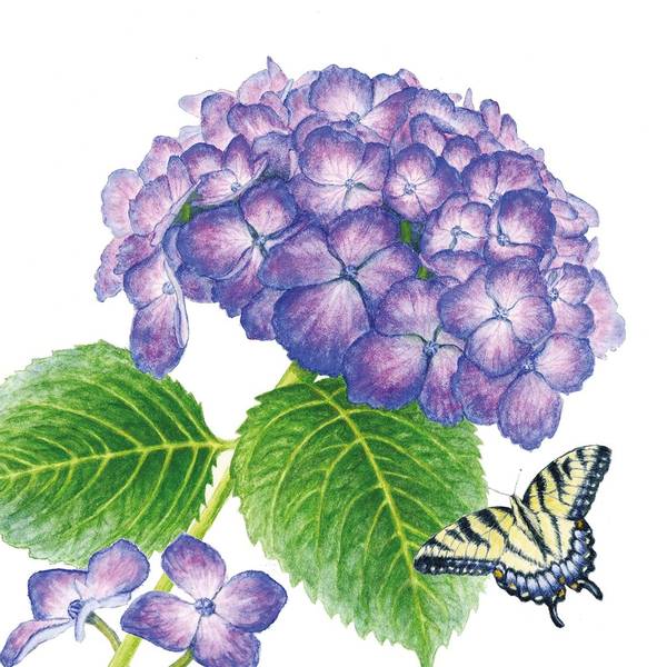 PPD Middagsservietter Hydrangea Butterfly Fra Ppd