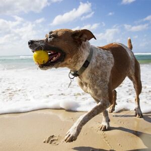 Smartsaker Vannsprettball til hunden