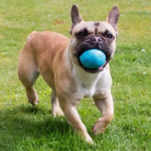 Smartsaker Aktivitetsball til hunden, Large Blå