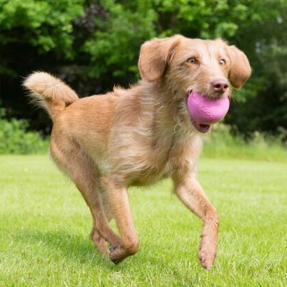 Smartsaker Aktivitetsball til hunden, XL Rosa