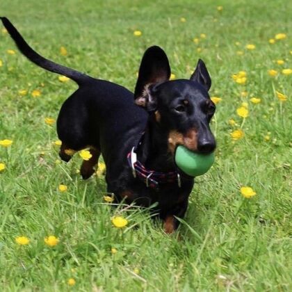 Smartsaker Aktivitetsball til hunden, Small Grønn