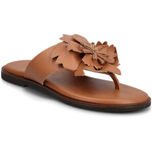 Wonders Musa 87K 36 Brown 36 Wonders Musa 87K 36 Brown 36
