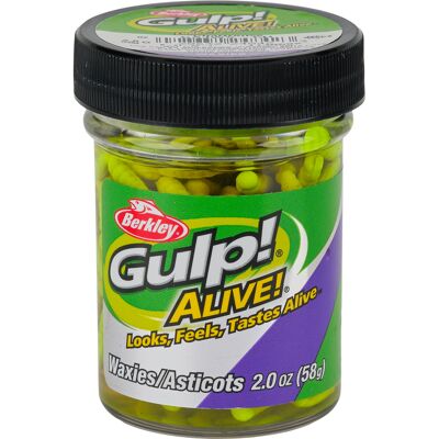 Berkley Gulp Alive "Waxies" maggot Chartreuse One size Berkley Gulp Alive "Waxies" maggot Chartreuse One size