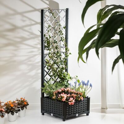 Stock Group Plantekasse Med Espalier Stock Group Plantekasse Med Espalier