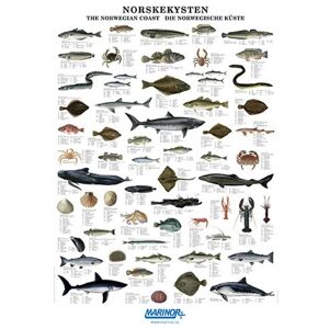 Plakat - Norskekysten -  Dyreliv I Sjøen - Glanset & Laminert - 70x100cm
