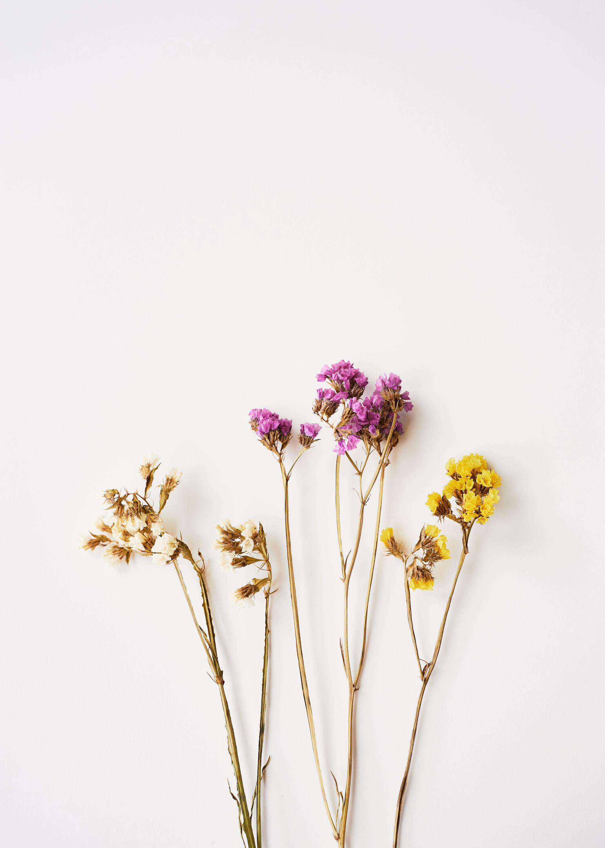 Lagervaror egen produktion Dried Flowers I Plakat (30x40 Cm)