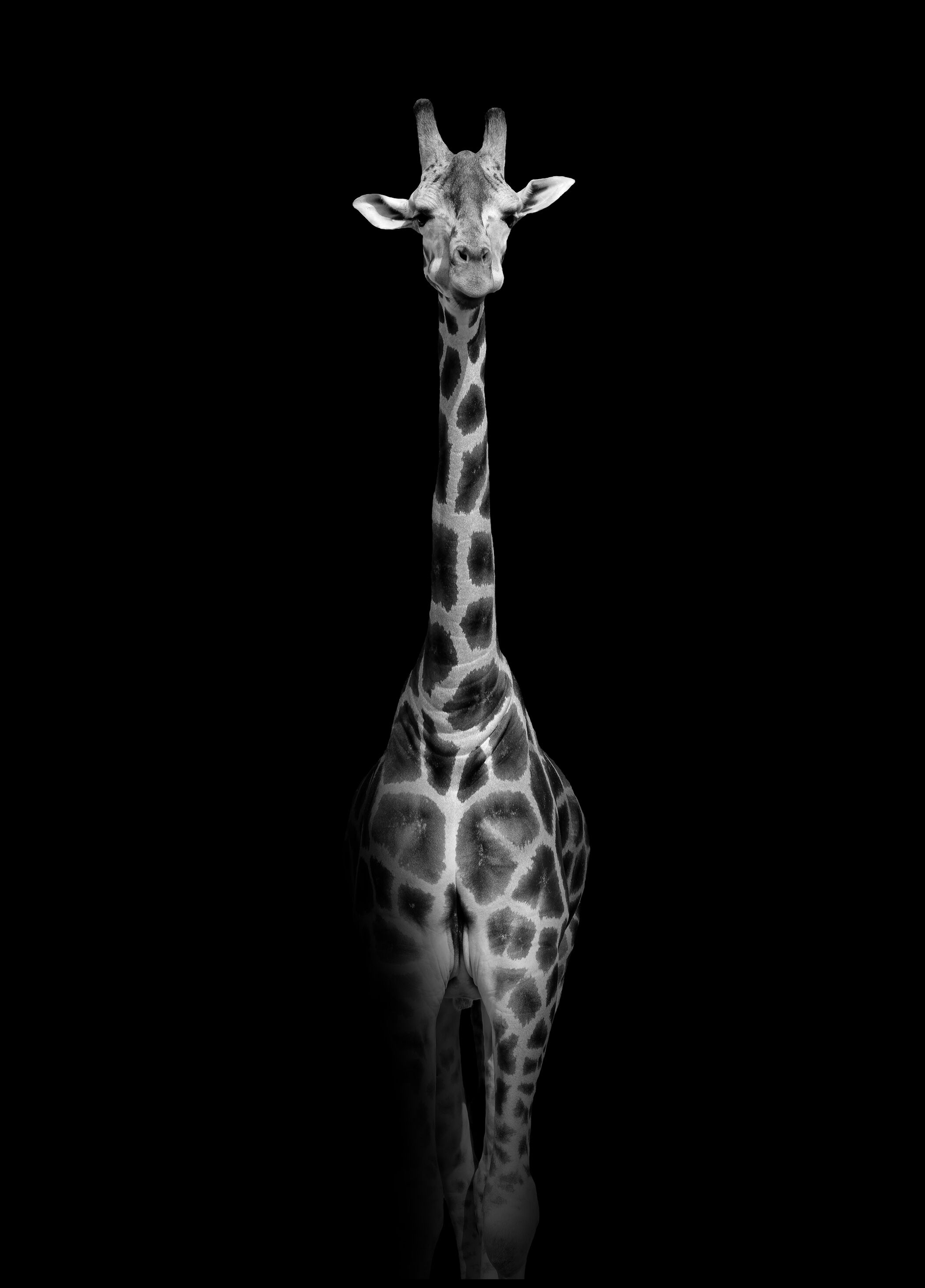 Lagervaror egen produktion Stunning Giraffe Plakat (30x40 Cm)