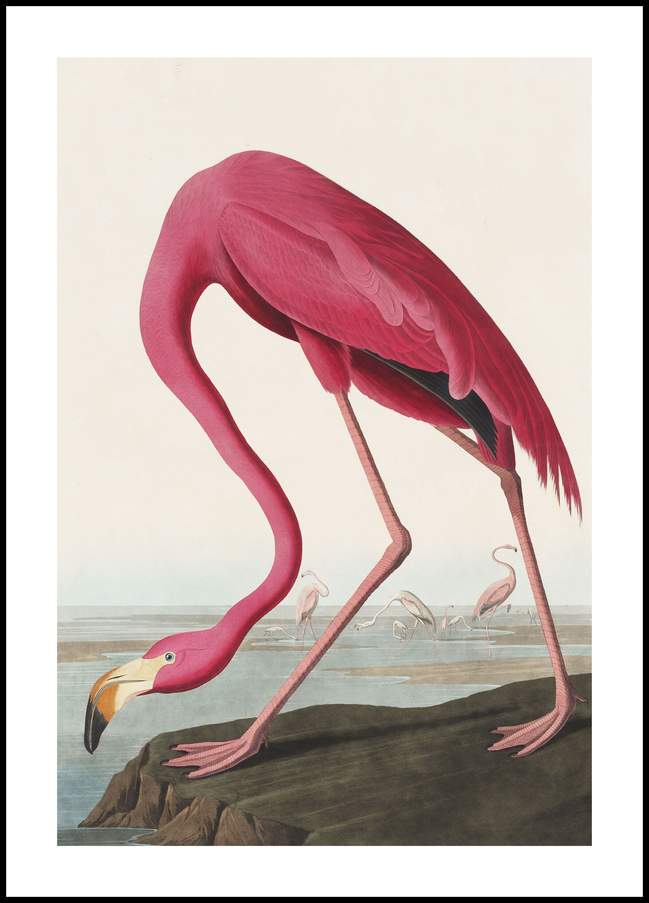Lagervaror egen produktion American Flamingo Plakat (40x50 Cm)