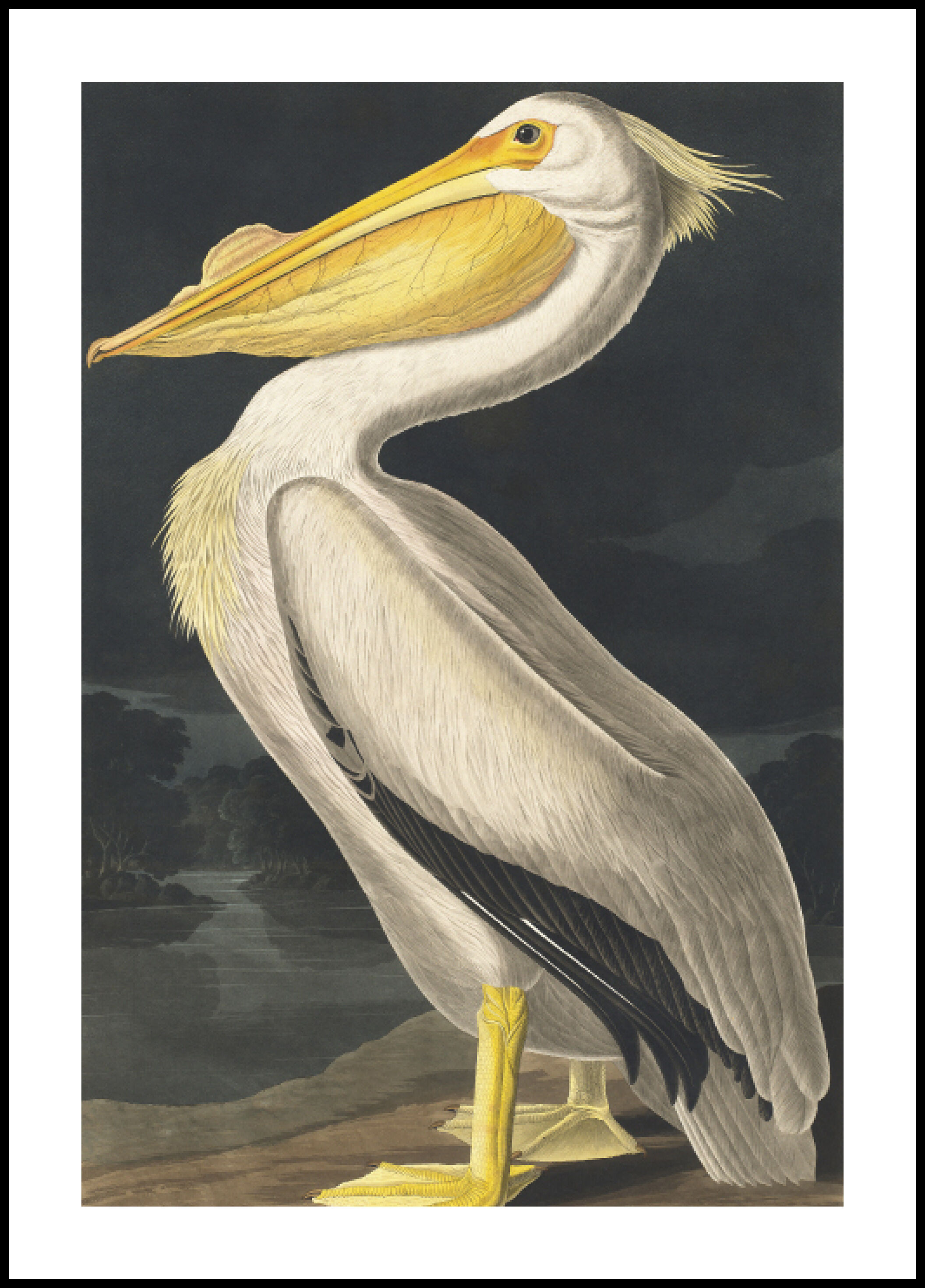 Lagervaror egen produktion American White Pelican Plakat (30x40 Cm)
