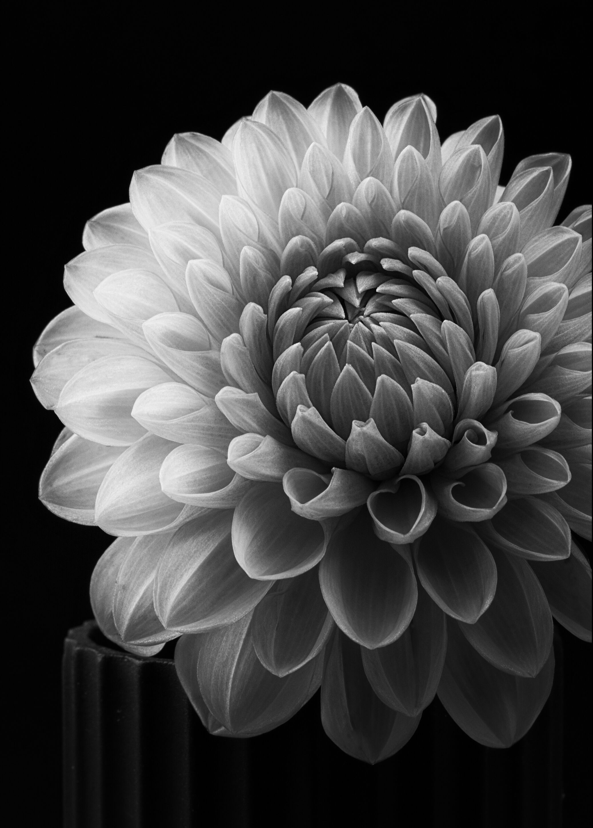 1x Dahlia Plakat (50x70 Cm)