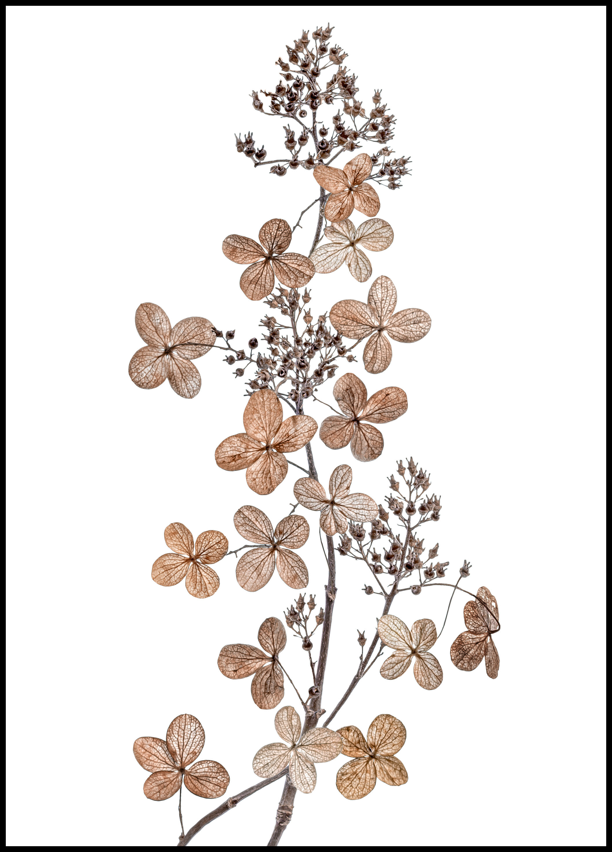 1x Hydrangea Paniculata Plakat (21x29.7 Cm (A4))