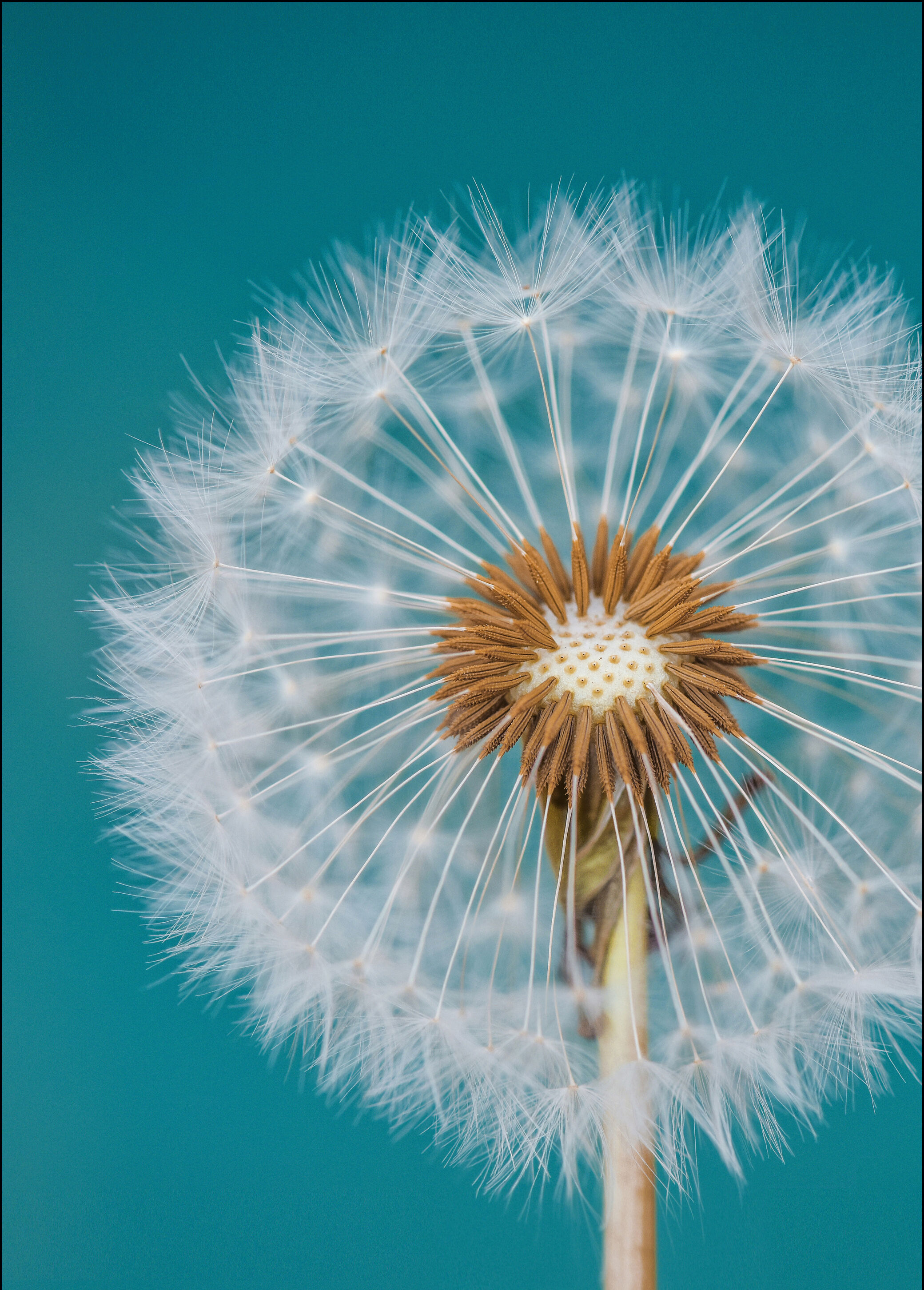 1x Dandelion Macro Sky Plakat (30x40 Cm)