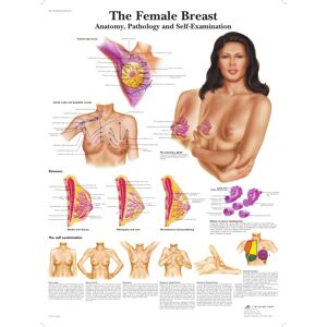 The Female Breast 50x67 cm