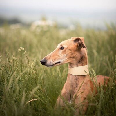 Collar of Sweden Brett Hundehalsbånd Beige Collar of Sweden Brett Hundehalsbånd Beige