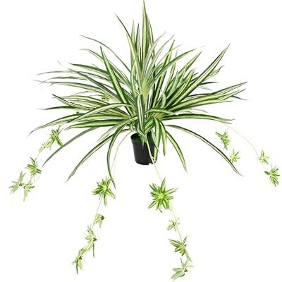Flair Flower Sztuczna roślina pokojowa, zielona lilia w doniczce, chlorophytum lilia wodna, pajęcza, roślina wisząca, plastikowa roślina, dekoracja weselna, jedwabny kwiat Flair Flower Sztuczna roślina pokojowa, zielona lilia w doniczce, chlorophytum lilia wodna, pajęcza, roślina wisząca, plastikowa roślina, dekoracja weselna, jedwabny kwiat