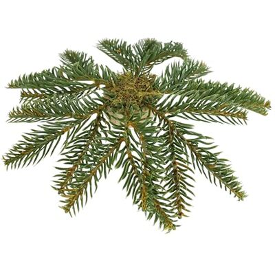 Flair Flower Nakładka na choinkę Ø 27 cm – sztuczna gałązka jodły, nakładka na wianek, dekoracja bożonarodzeniowa, wieniec adwentowy, dekoracja stołu, dekoracja stołu, gesteck, zielona jodła, wieniec Flair Flower Nakładka na choinkę Ø 27 cm – sztuczna gałązka jodły, nakładka na wianek, dekoracja bożonarodzeniowa, wieniec adwentowy, dekoracja stołu, dekoracja stołu, gesteck, zielona jodła, wieniec